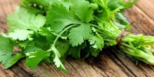 Coriander Leaves