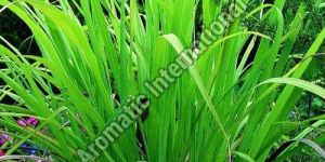 Palmarosa Essential Oil