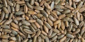 Rye Seeds