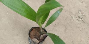 Oil Palm Plant