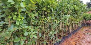 Red Sandalwood Plant