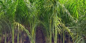 Royal Palm Plant