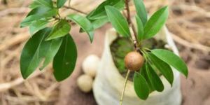 Sapodilla Plant