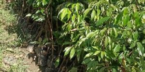 Seedless Litchi Plant