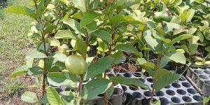 Thai Guava Plant
