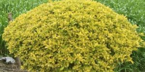 Yellow Bush Plant