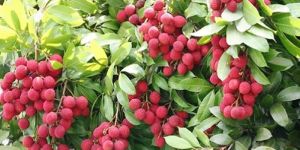 Litchi Plants
