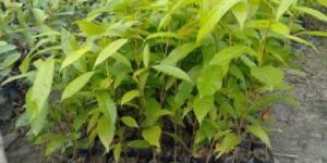 Mahogany Plants