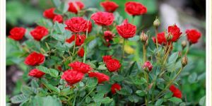 Red Rose Plants