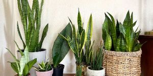 Snake Plants