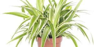 Spider Plants