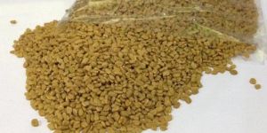Fenugreek