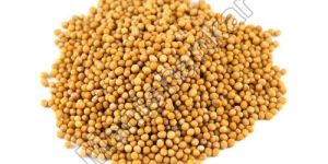 Yellow Mustard Seeds