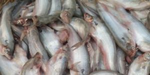 Pabda Fish
