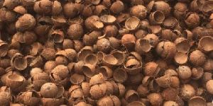 Coconut Shell