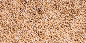 Indian Pearl Millet