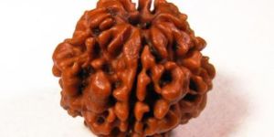 1 Mukhi Rudraksha