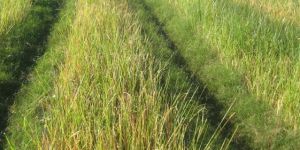 Vetiver Grass
