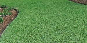 Zoysia Grass