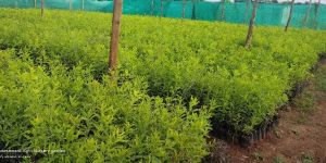 Sandalwood Plants
