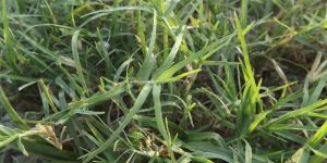 American Blue Lawn Grass