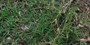 Bermuda Lawn Grass a Grade