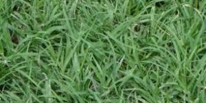 Bermuda Lawn Grass B Grade
