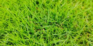 Korean Grass Lawn