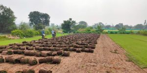 Landscape Architecture