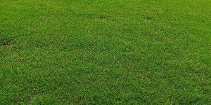 Landscape Designing Service