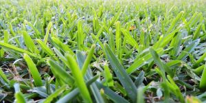 Turf Lawn Grass