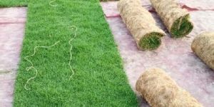 Silaction No 1 Grass