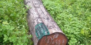 MP TEAK WOOD LOGS