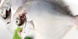 Frozen White Pomfret Fish