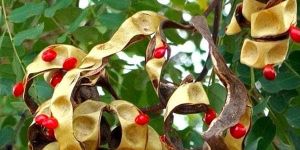 Adenanthera Pavonina Plant