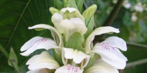 Adhatoda Tranquebariensis Plant