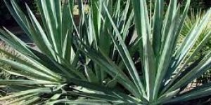 Agave Sisalana Plant