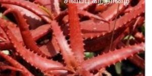 Aloe Vera Juice and Jelly Red