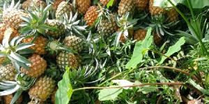 Pineapple Fruit