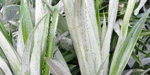 Well Watered Fruit Pineapple Suckers Plant