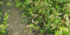 Thai Apple Ber Plant