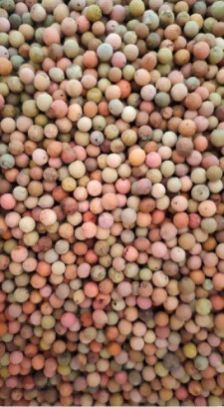 White Sandalwood Seed