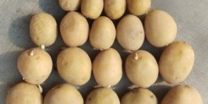 Seed Potato