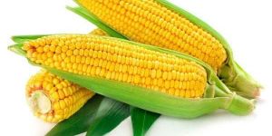 Fresh Yellow Corn