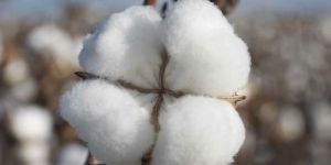 Raw Cotton Fibre