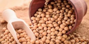 Soybean Seeds