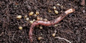 Vermicompost