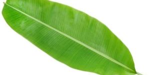 Fresh Banana Leaves