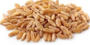Kamut Wheat Seeds