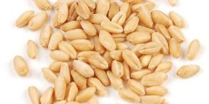 Soft White Wheat Seeds